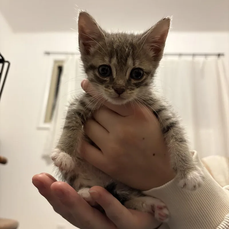 A baby small-sized female Domestic Short Hair cat named Marmalade for adoption in Bellingham, WA