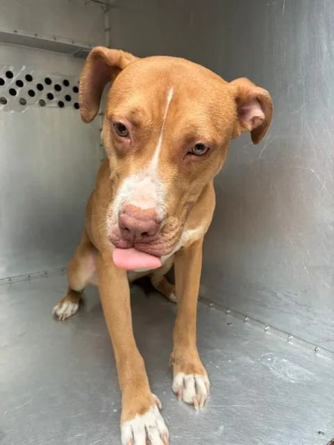 A young large-sized female Pit Bull Terrier dog named Bindi for adoption in Mesa, AZ