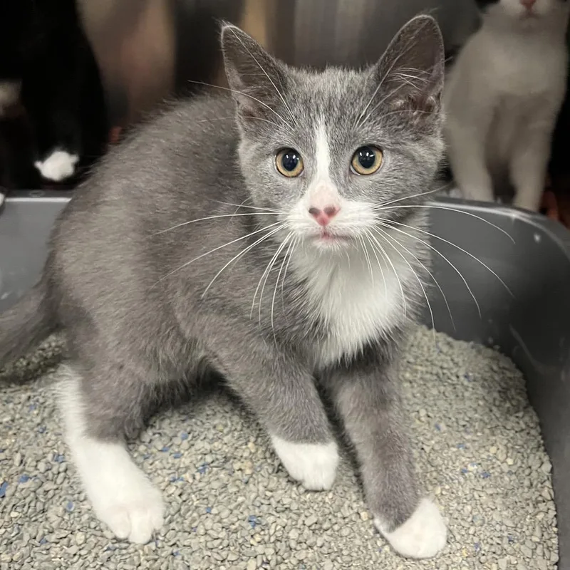 A baby small-sized female Domestic Short Hair cat named Jessie for adoption in Hinsdale, IL