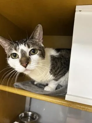 An adult small-sized female Domestic Short Hair cat named Aloe for adoption in Madison, NJ