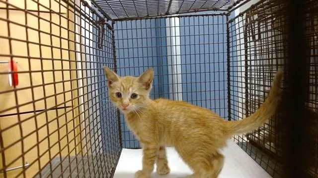 A baby small-sized male Domestic Short Hair cat named Emitt for adoption in Miami, FL