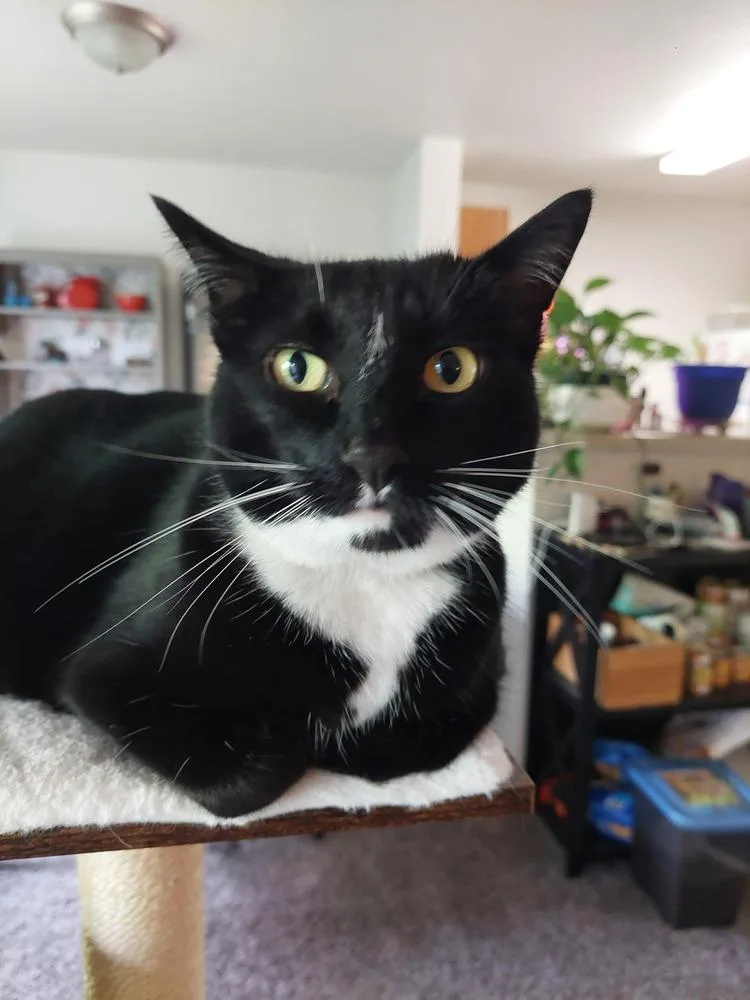 An adult medium-sized female Domestic Short Hair cat named Velvet for adoption in Bellingham, WA