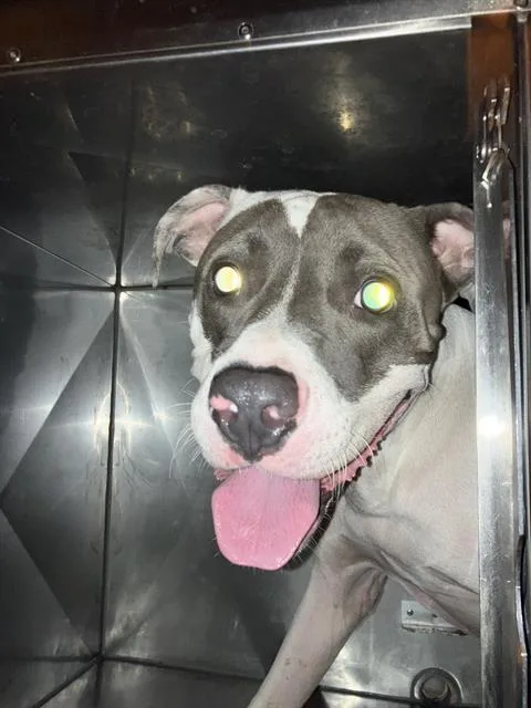 A young medium-sized male Mixed Breed dog named Zorro for adoption in Dallas, TX