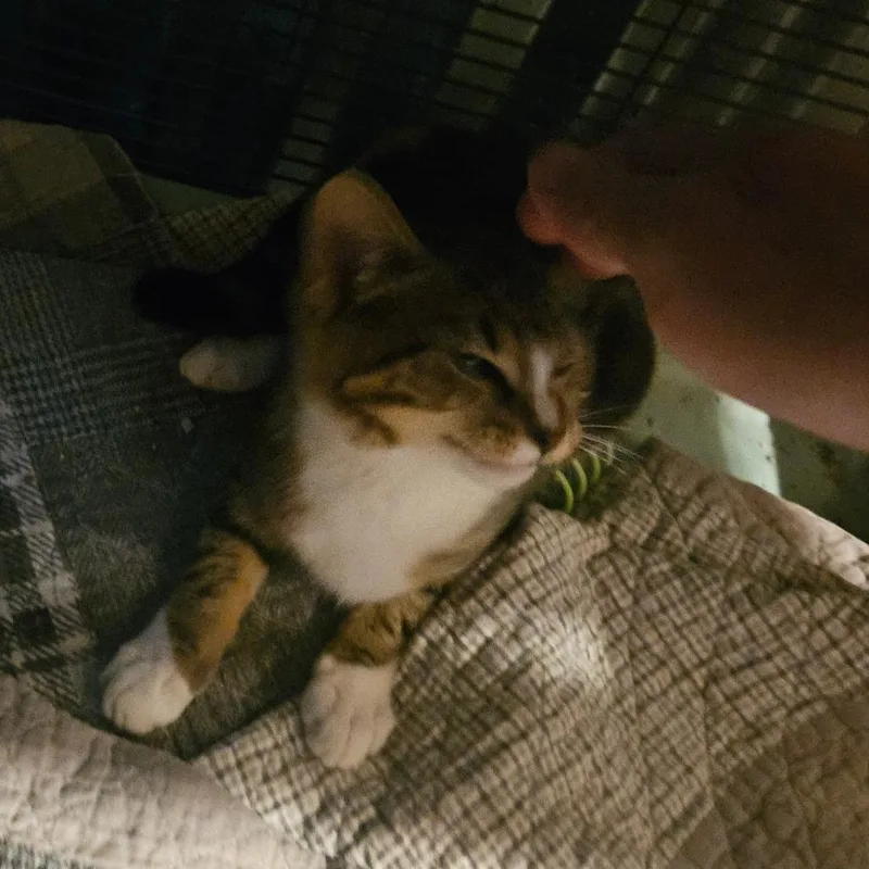 A baby small-sized female Brown / Chocolate Domestic Short Hair cat named Nala for adoption in Ringtown, PA