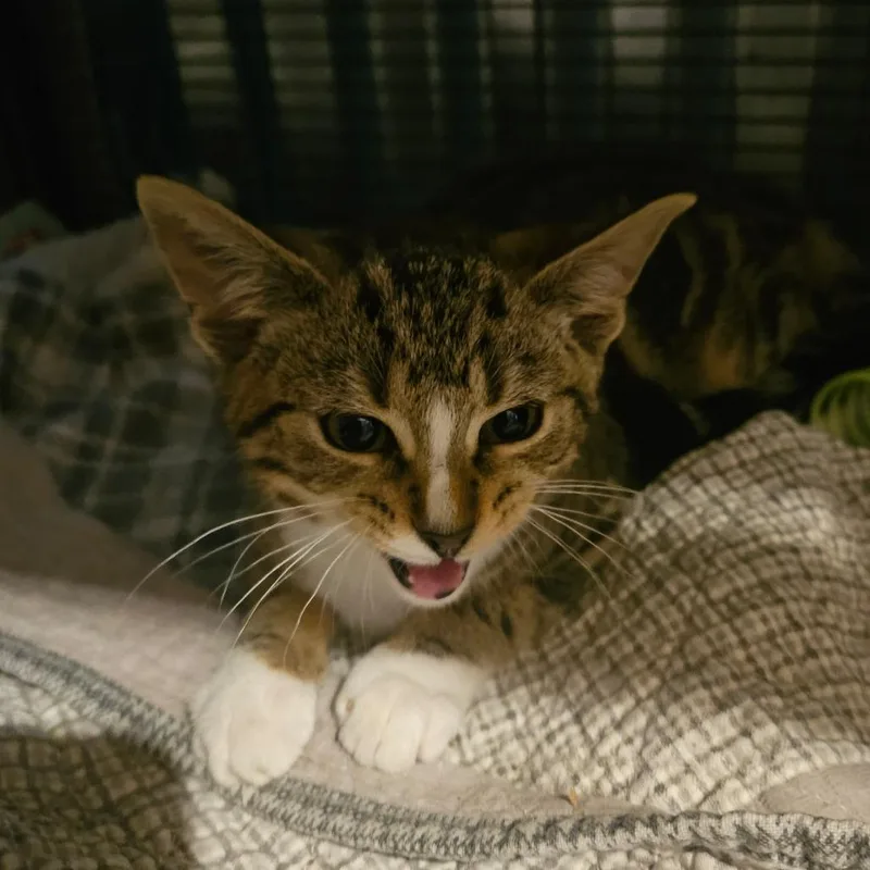 Nala thumbnail 5