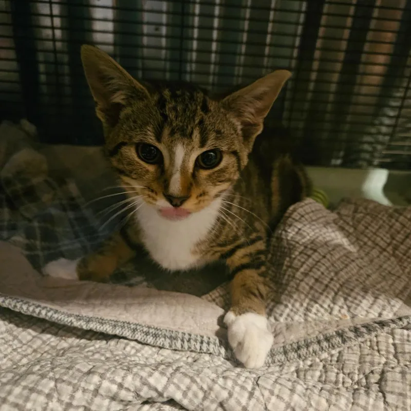 Nala thumbnail 6