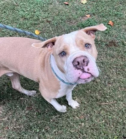 An adult large-sized male Mixed Breed dog named Olen for adoption in Chamblee, GA
