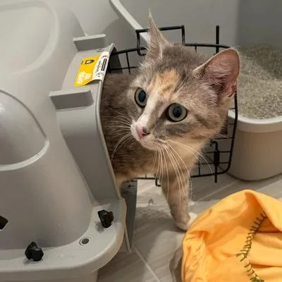 A young medium-sized female Gray / Blue / Silver Domestic Short Hair cat named Sophie for adoption in Waxhaw, NC