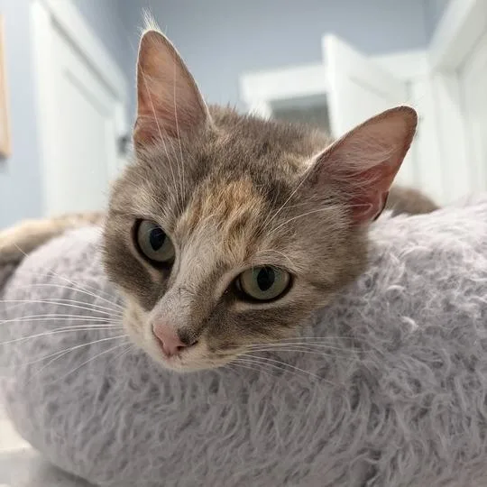 Sophie thumbnail 2