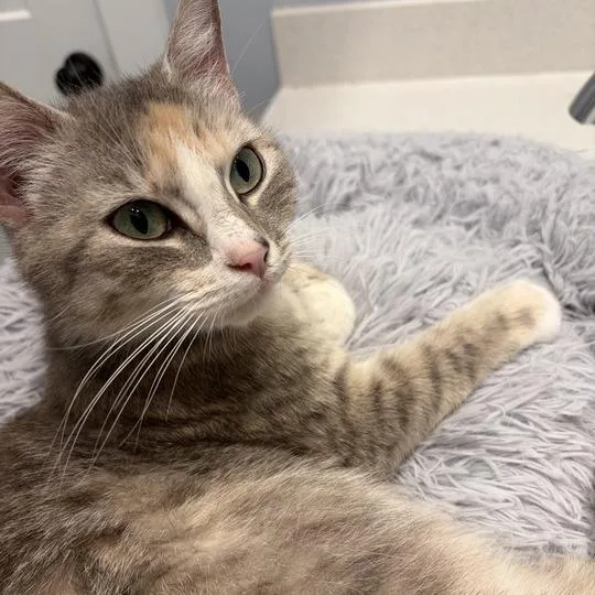 Sophie thumbnail 3