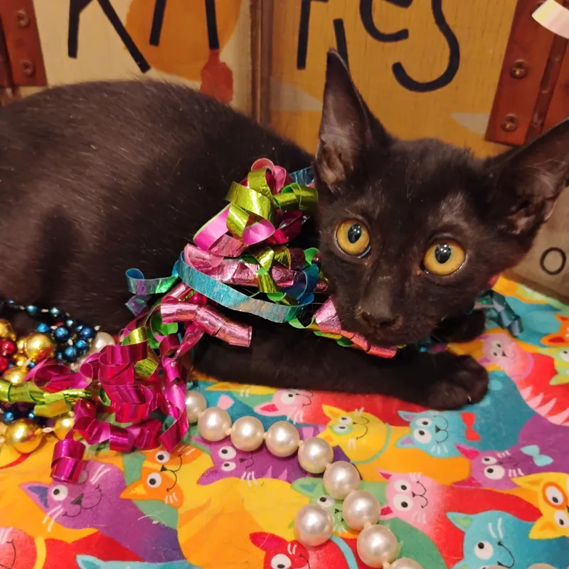 Purrrrfecto Bombay Mix Lbcopper thumbnail 2