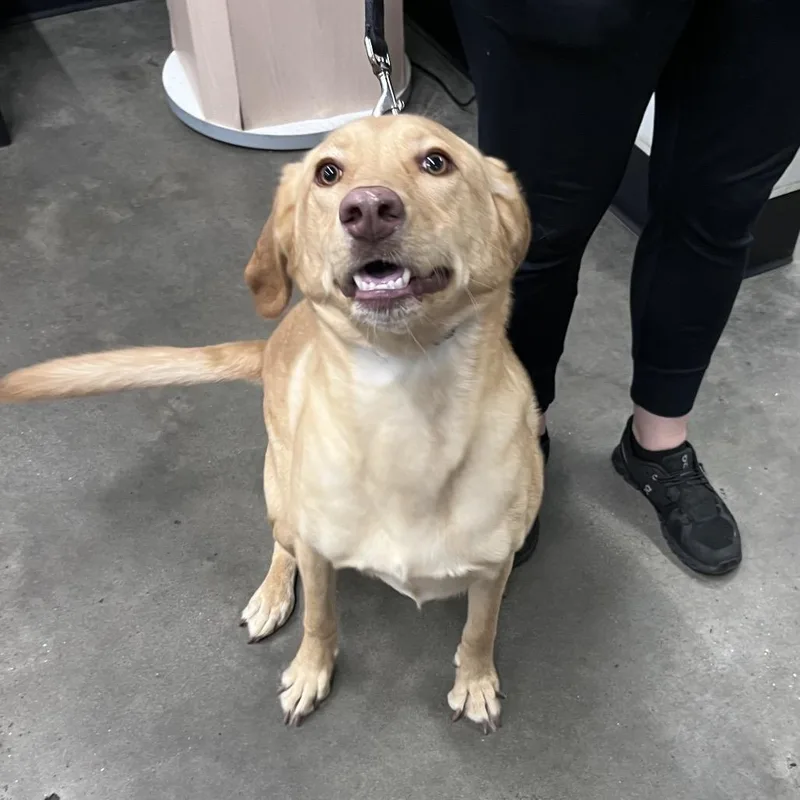 An adult medium-sized male Yellow Labrador Retriever dog named Winston for adoption in Tampa, FL