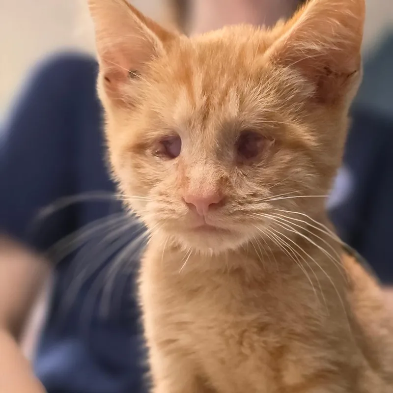A baby small-sized male Orange / Red Domestic Short Hair cat named Mango for adoption in Newark, NJ