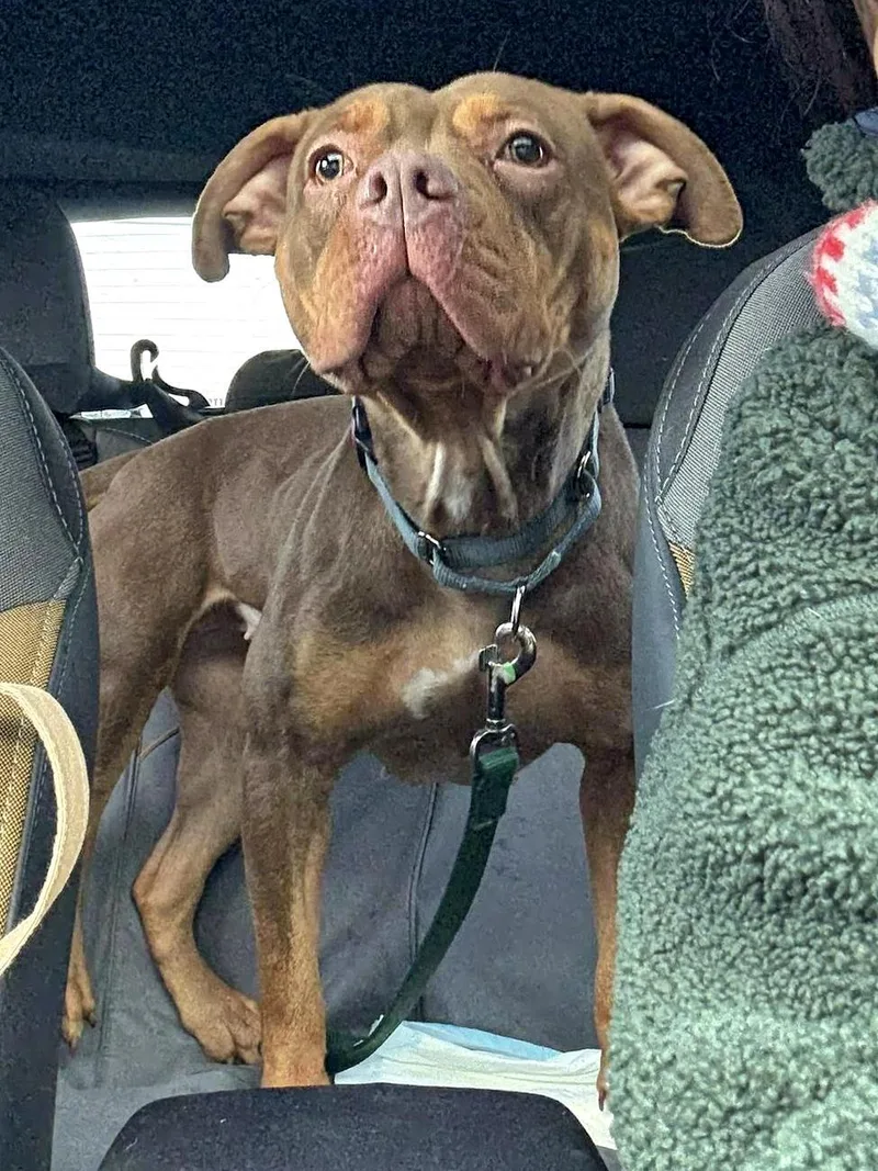 Snickers thumbnail 3