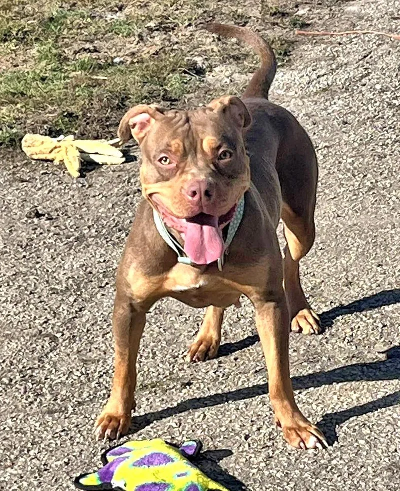 Snickers thumbnail 4