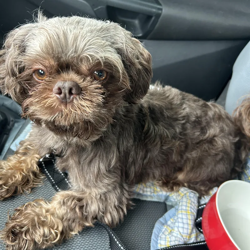 An adult small-sized male Brown / Chocolate Shih Tzu dog named Prince for adoption in Stafford, VA