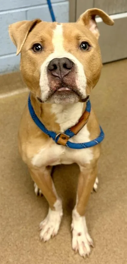 An adult medium-sized male Mixed Breed dog named Timber for adoption in Chamblee, GA