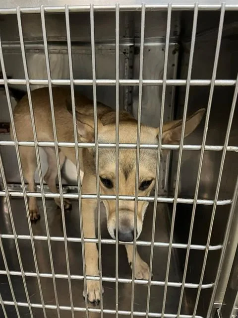 A young medium-sized male Carolina Dog dog named A for adoption in Oklahoma City, OK