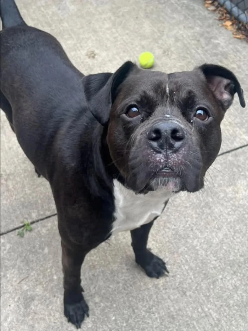 An adult medium-sized male Black Pit Bull Terrier dog named Orson for adoption in Chicago, IL