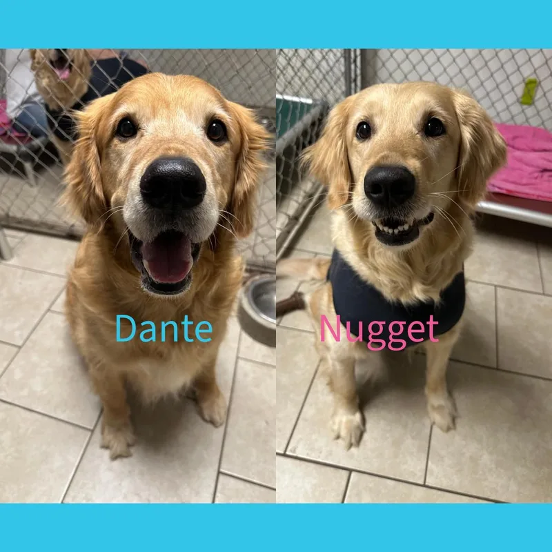 Dante & Nugget Bonded thumbnail 2
