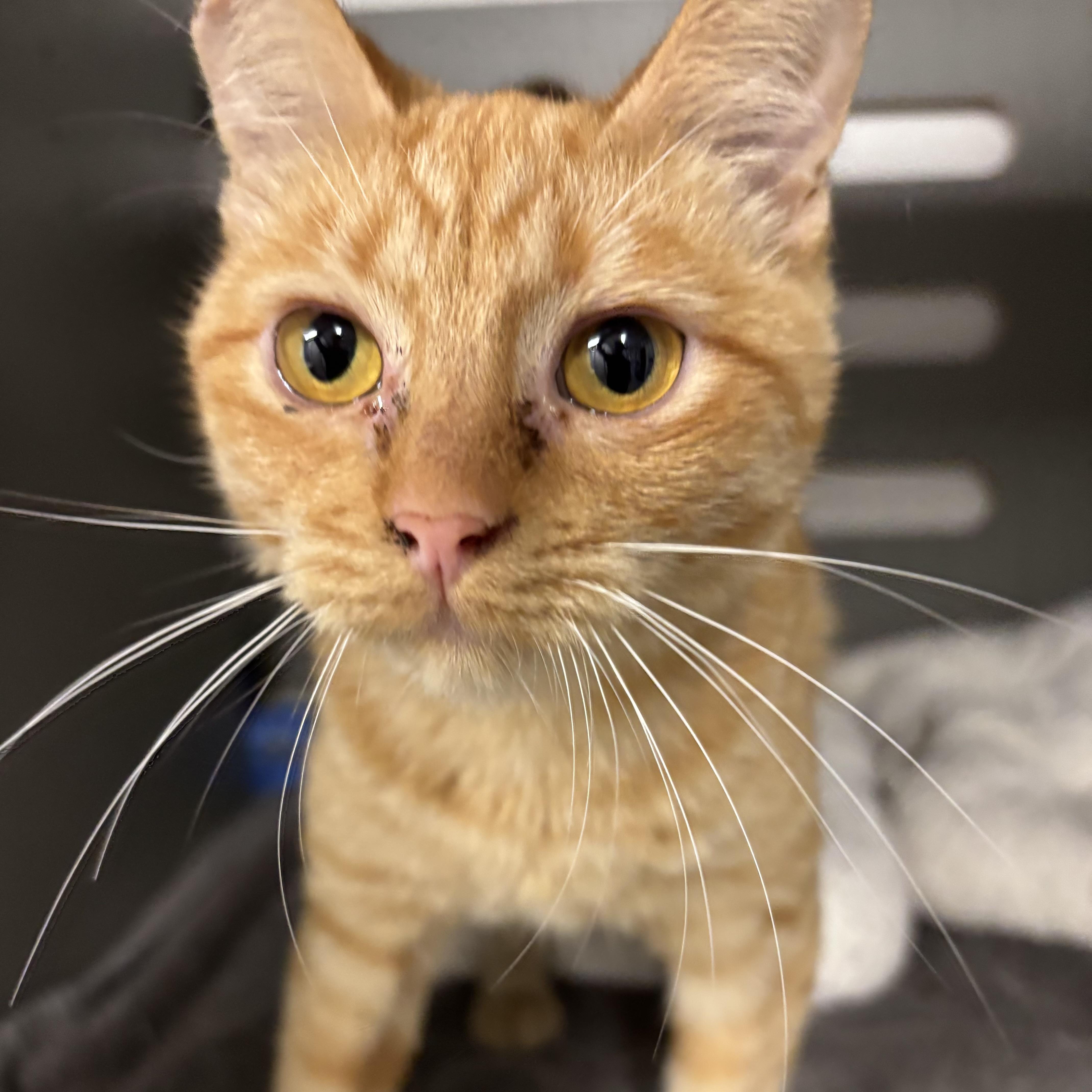 A baby medium-sized female Tabby (Orange / Red) Domestic Short Hair cat named Creamsicle for adoption in Renton , WA