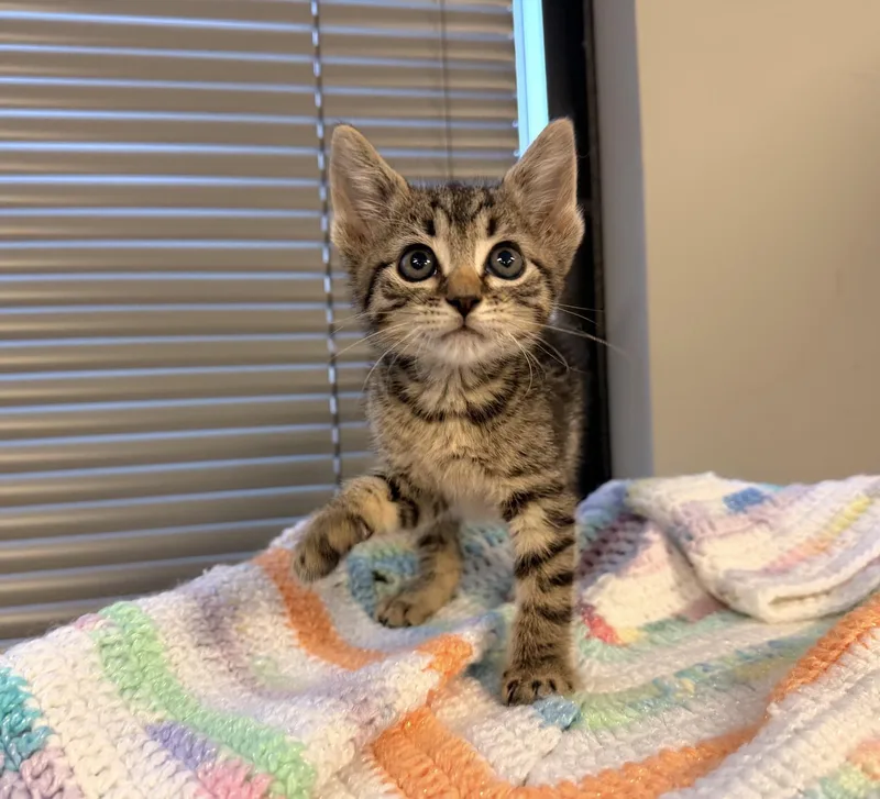 Priscilla
