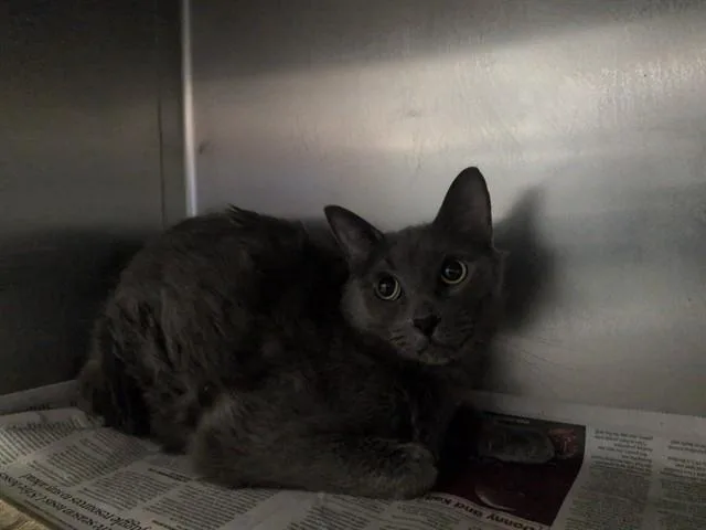 An adult small-sized male Domestic Short Hair cat named Tom for adoption in Lancaster, CA