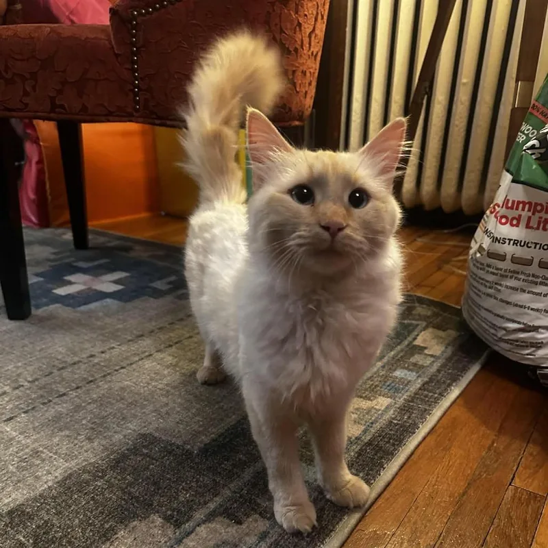 A young medium-sized female Buff / Tan / Fawn Domestic Short Hair cat named Downy for adoption in Buffalo, MN