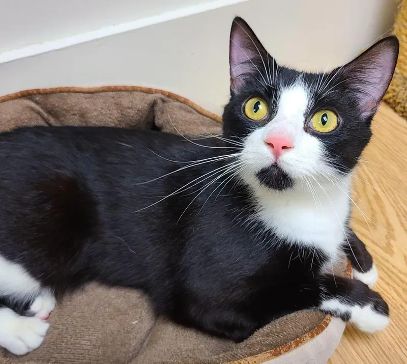 An adult medium-sized male Black & White / Tuxedo Domestic Short Hair cat named Juno for adoption in Milwaukee, WI