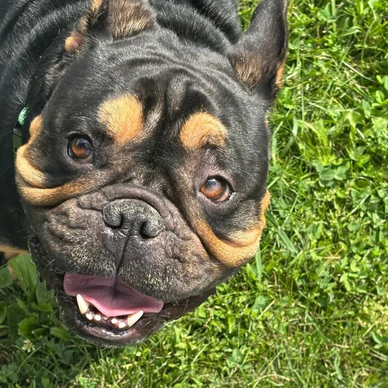An adult medium-sized male Black English Bulldog dog named Gucci for adoption in Huber Heights, OH