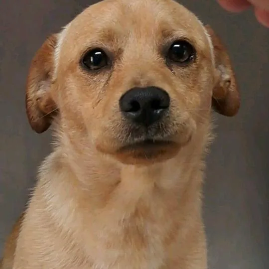 An adult small-sized male Yellow / Tan / Blond / Fawn Mixed Breed dog named Jedi for adoption in Valley, AL