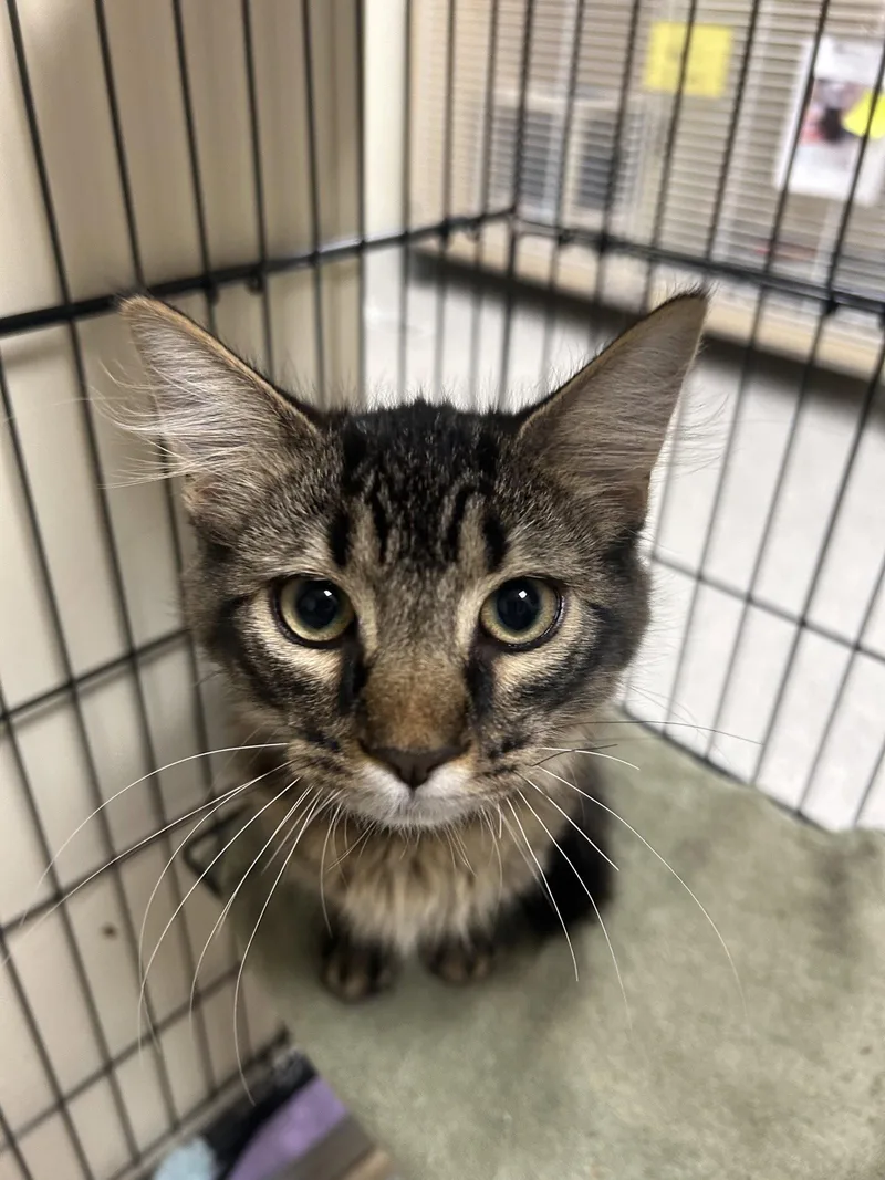 A young medium-sized male Domestic Medium Hair cat named Oak for adoption in Lancaster, PA