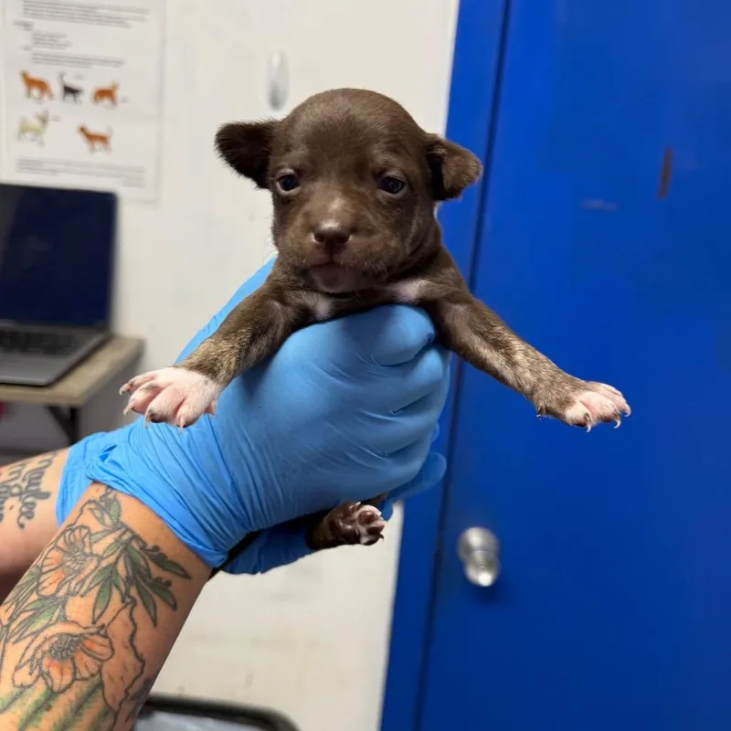 A baby small-sized male Brown / Chocolate Whippet dog named Rocky Road for adoption in Wahiawa, HI