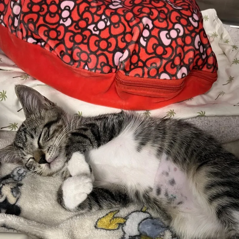 A baby small-sized male Gray / Blue / Silver Domestic Short Hair cat named Blu for adoption in West Palm Beach, FL