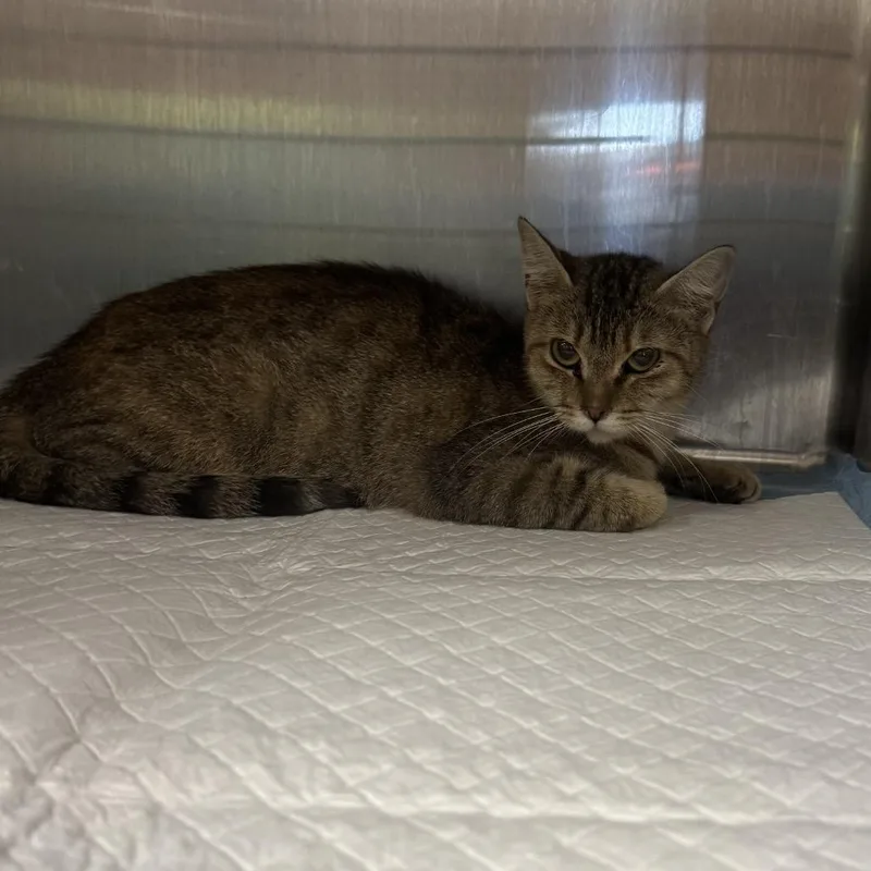 A baby medium-sized female Black Domestic Short Hair cat named Crab Legs for adoption in Columbiana, AL