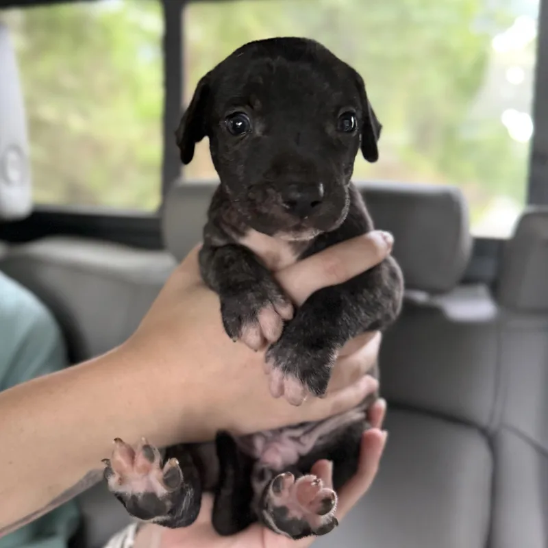 A baby medium-sized male Brindle Pit Bull Terrier dog named Sloop Doggy Dog for adoption in Columbia, SC