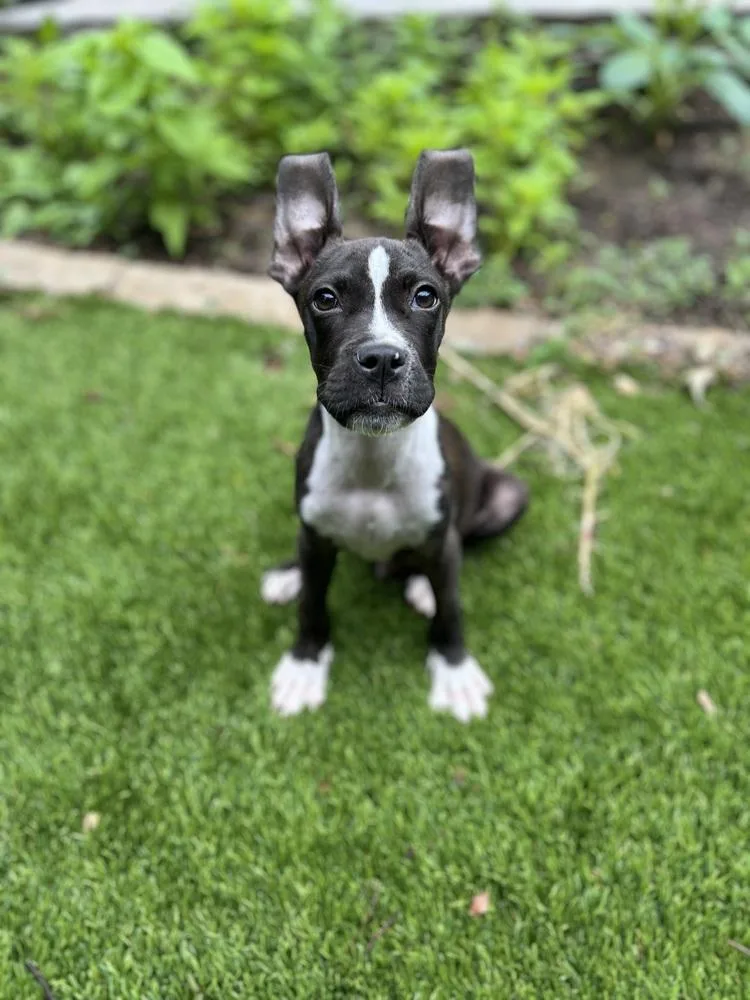A baby medium-sized male Gray / Blue / Silver Pit Bull Terrier dog named Batty for adoption in Dallas, TX