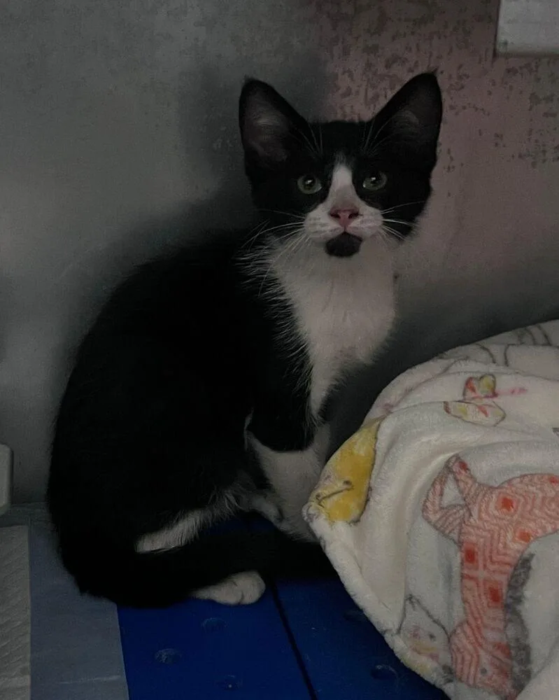 A baby small-sized male Black & White / Tuxedo Domestic Short Hair cat named Wells for adoption in McPherson, KS
