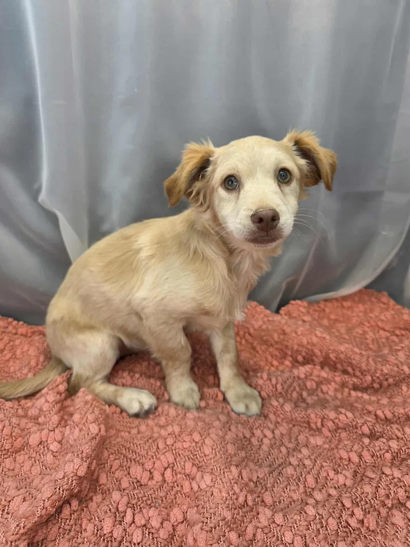 Chicken Little thumbnail 2