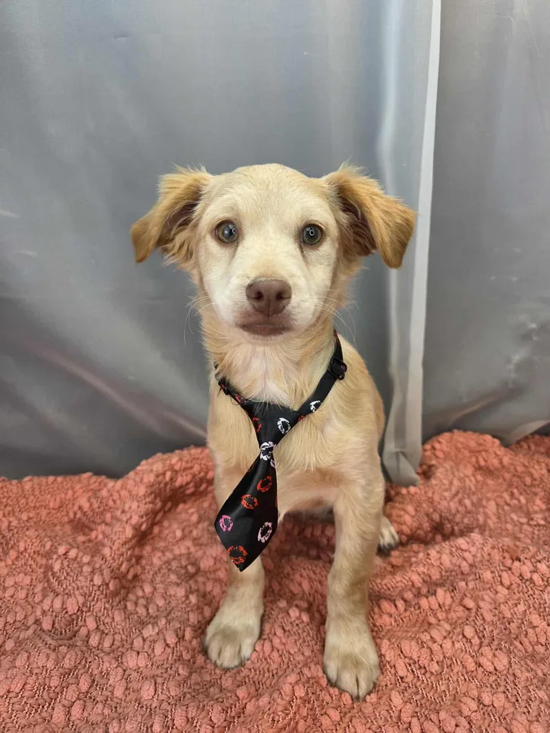 Chicken Little thumbnail 3