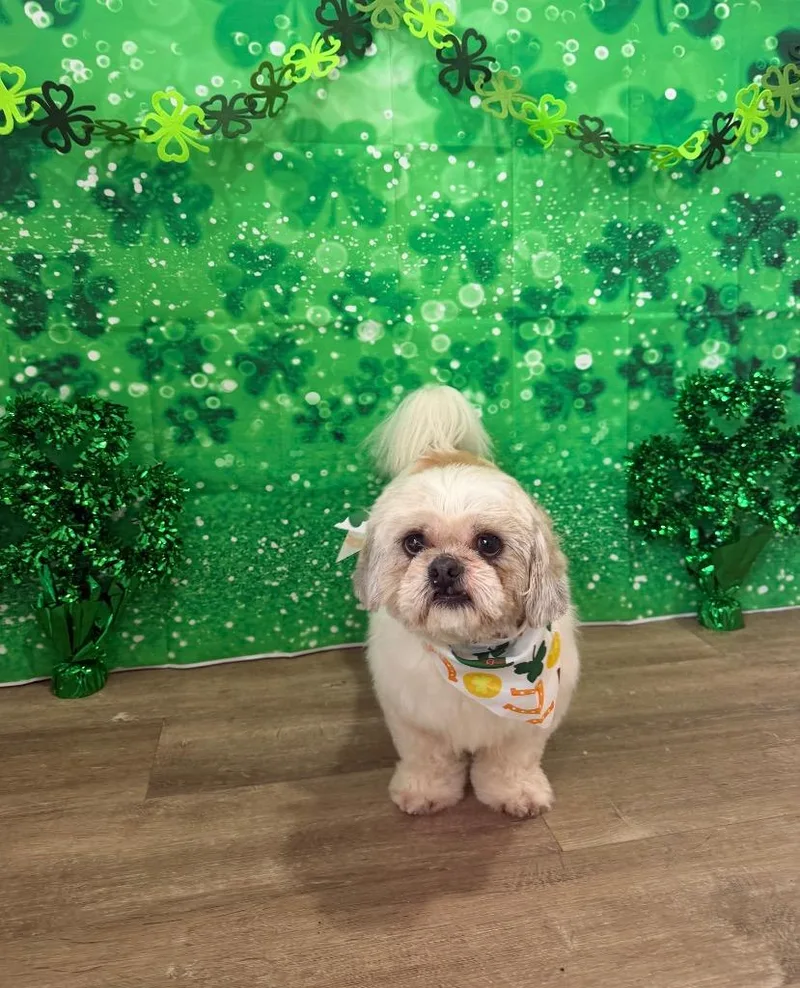 An adult small-sized male Shih Tzu dog named Cosmo for adoption in Port Jervis, NY