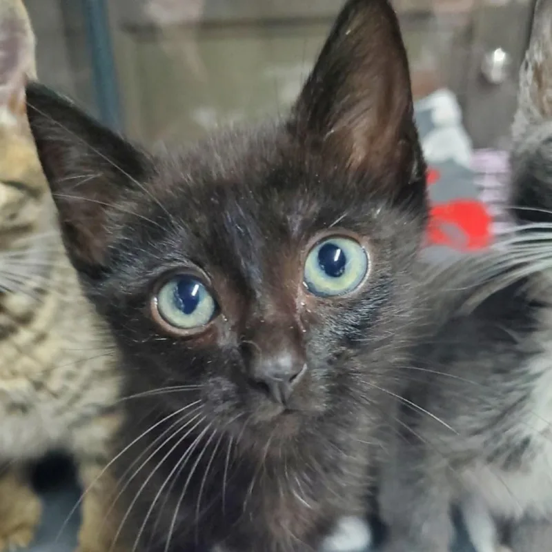 A baby small-sized male Black Domestic Short Hair cat named Nano for adoption in Westminster, CA