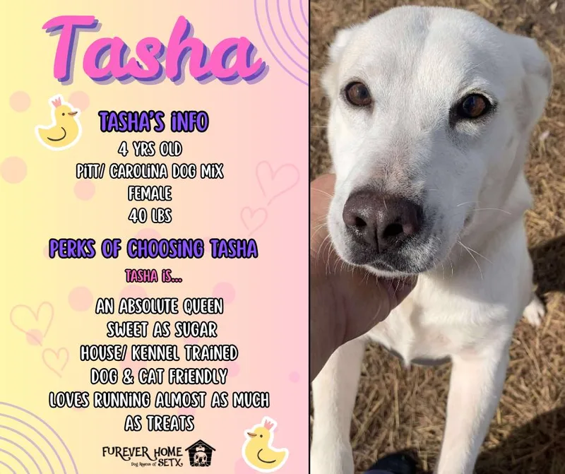 Tasha