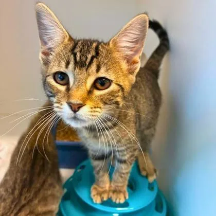 A baby small-sized female Domestic Short Hair cat named Rosie for adoption in Gastonia, NC
