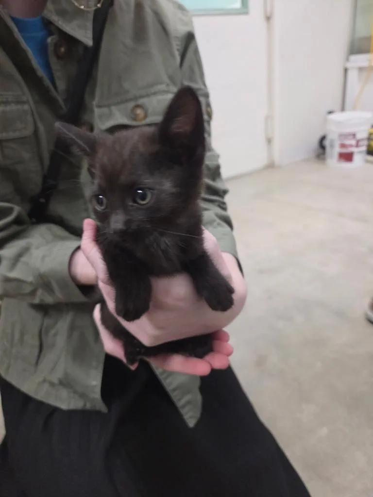 A baby small-sized male Domestic Short Hair cat named Fuji for adoption in Twentynine Palms, CA