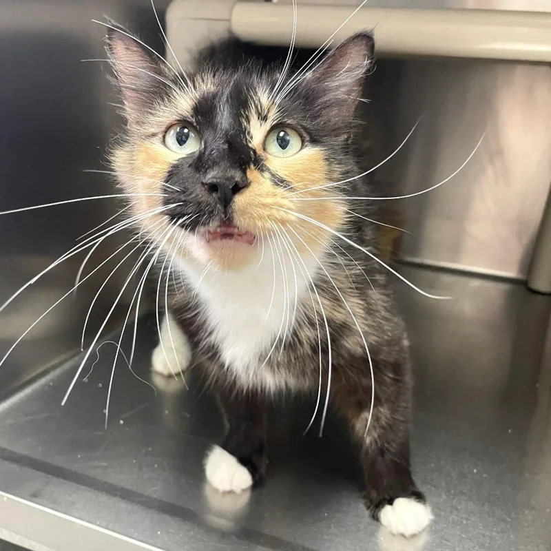 A young medium-sized female Black Domestic Medium Hair cat named Ruby Slipper for adoption in Carencro, LA