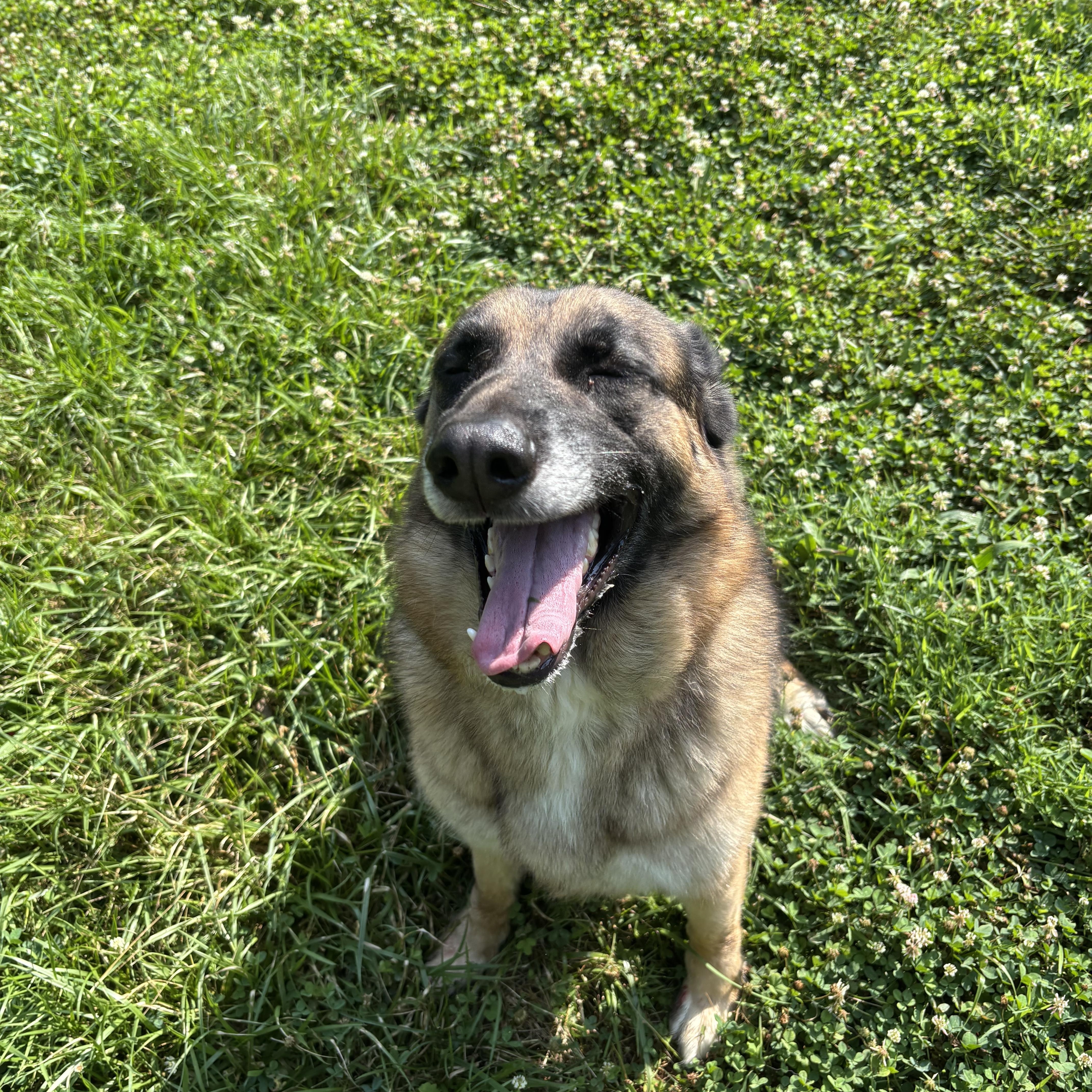 A senior large-sized male Black German Shepherd Dog dog named Shadow for adoption in Circleville, OH