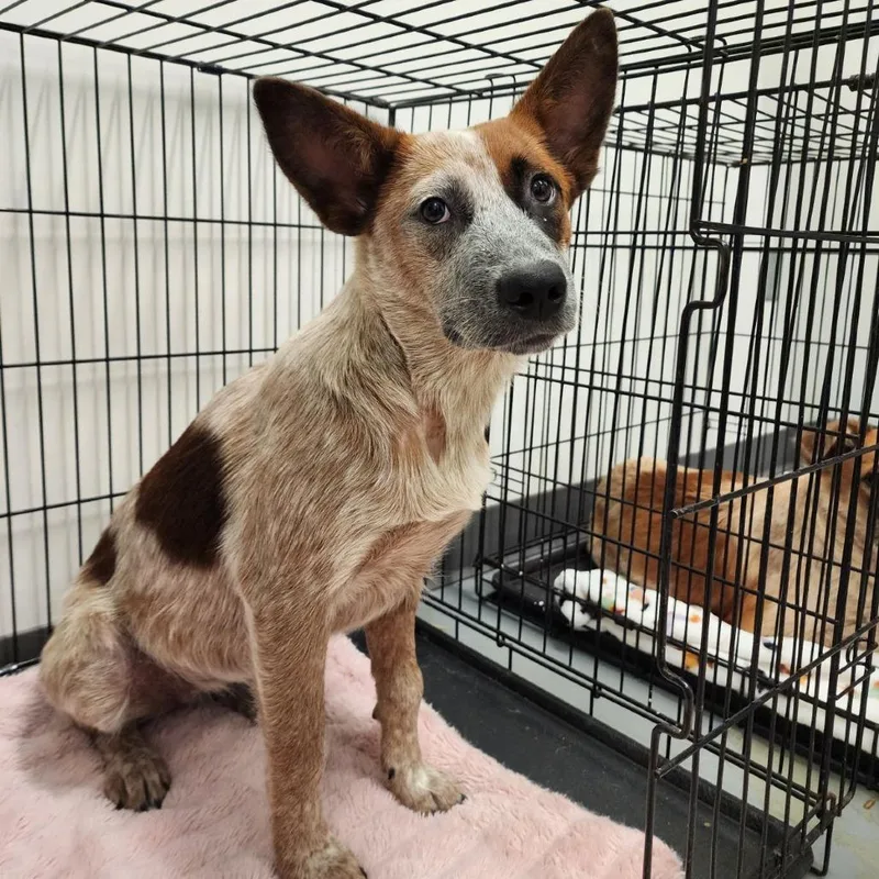 A young medium-sized female Red / Chestnut / Orange Border Collie dog named Spiritbox for adoption in Austin, TX