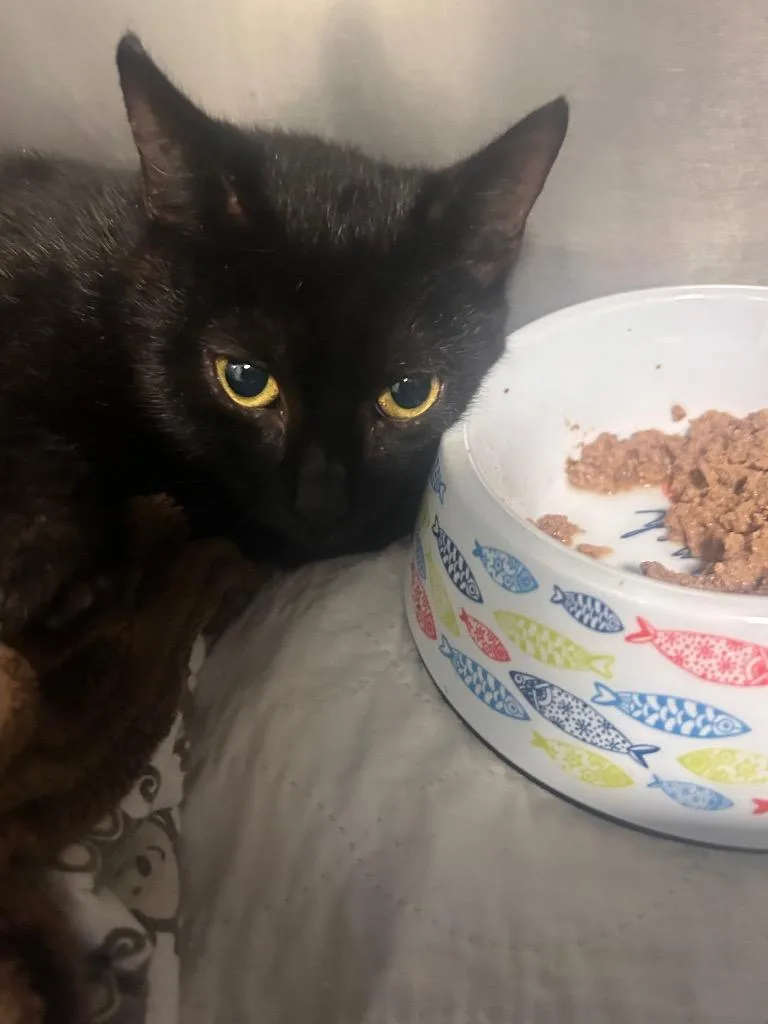 A baby medium-sized female Domestic Short Hair cat named Baby for adoption in New Manchester, WV