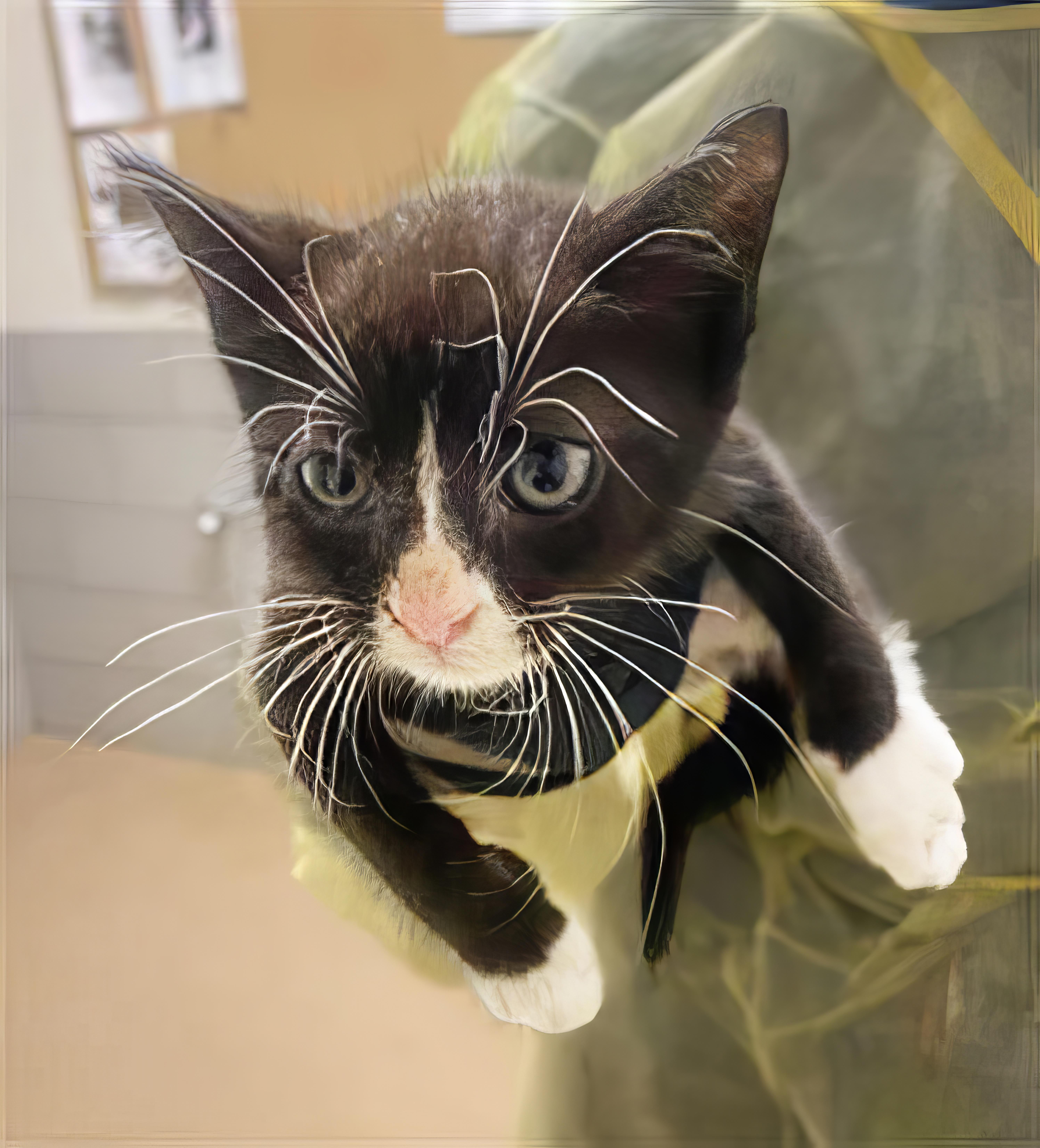 A baby medium-sized female Black & White / Tuxedo Domestic Short Hair cat named Boots for adoption in Nashville, TN